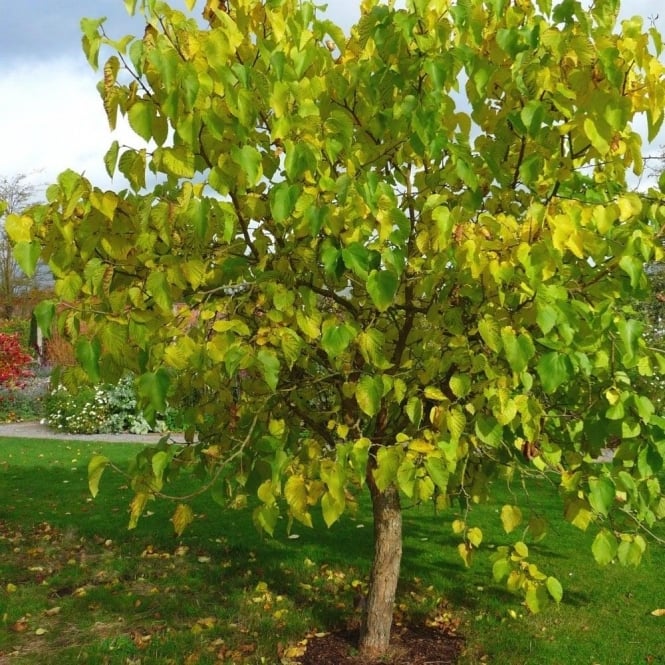 National Tree of Afghanistan