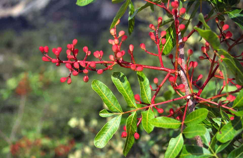 National Tree of Algeria Pistacia