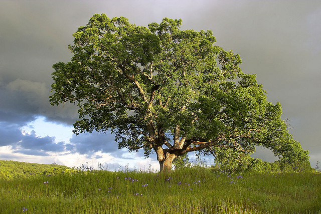 National Tree of USANational Tree of USA