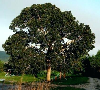 National Tree of United states of america