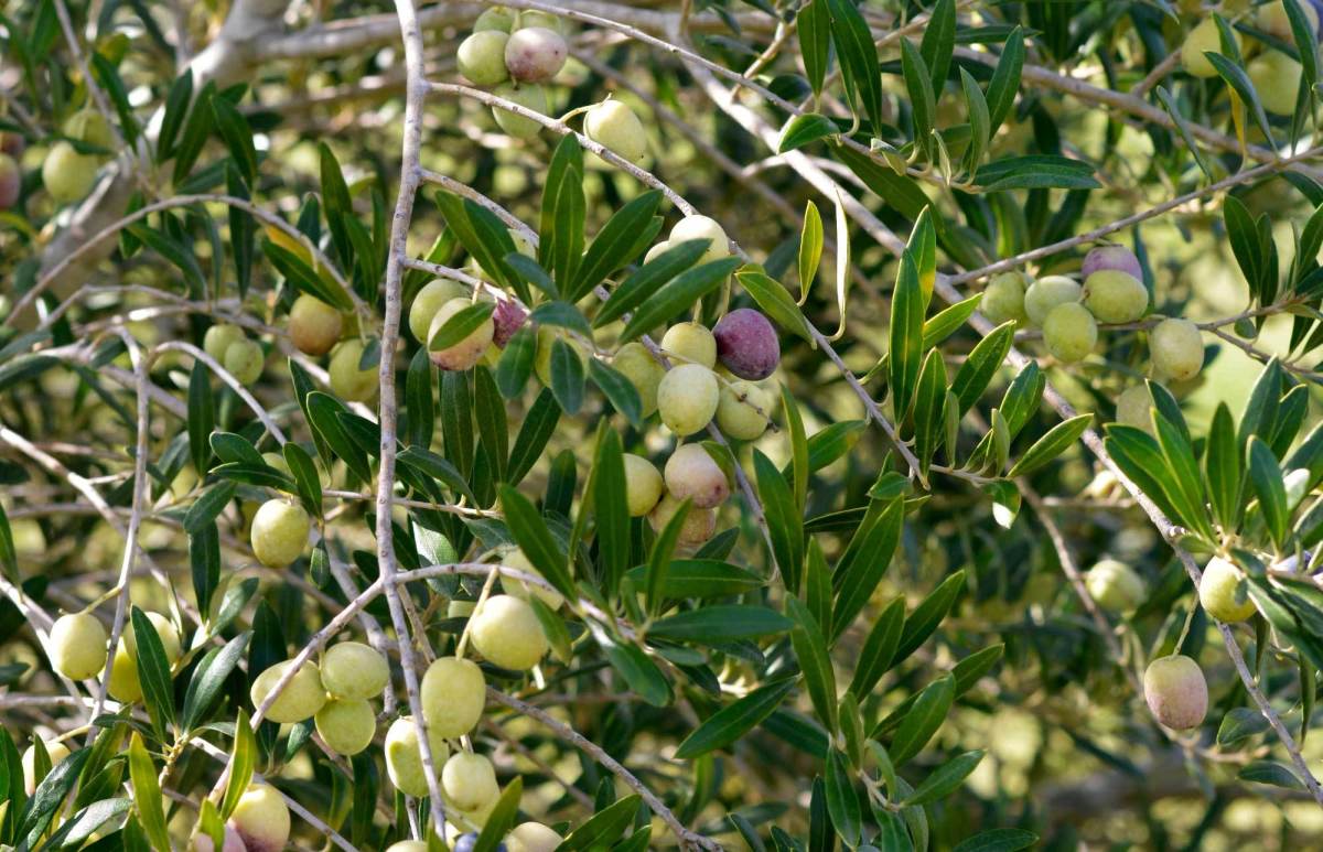 Olive tree itlay