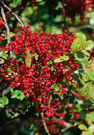 National Tree of Algeria Pistacia