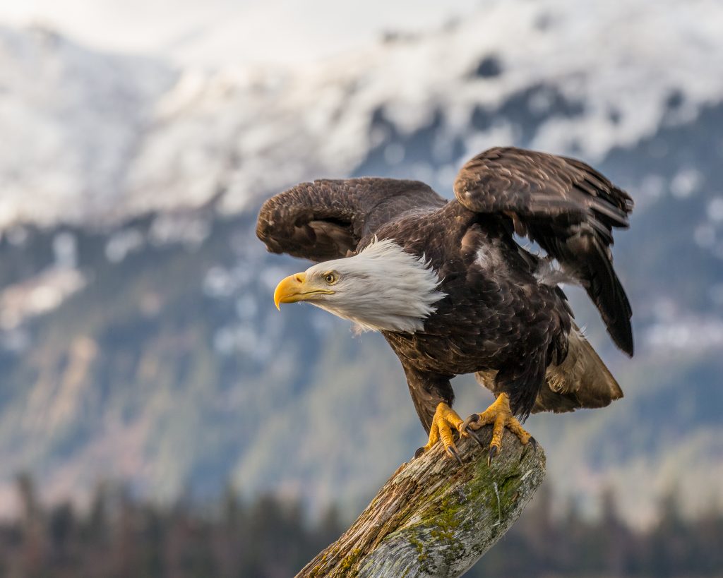 national-bird-of-usa-helo-national