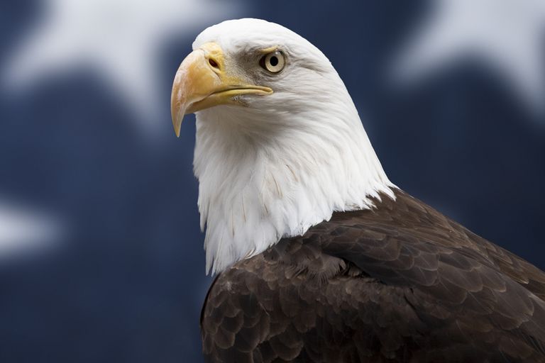 national bird of usa