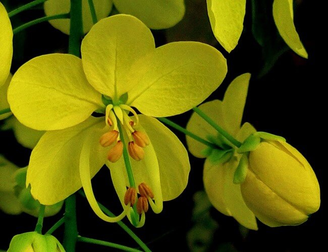 Orchid: National Flower of Thailand