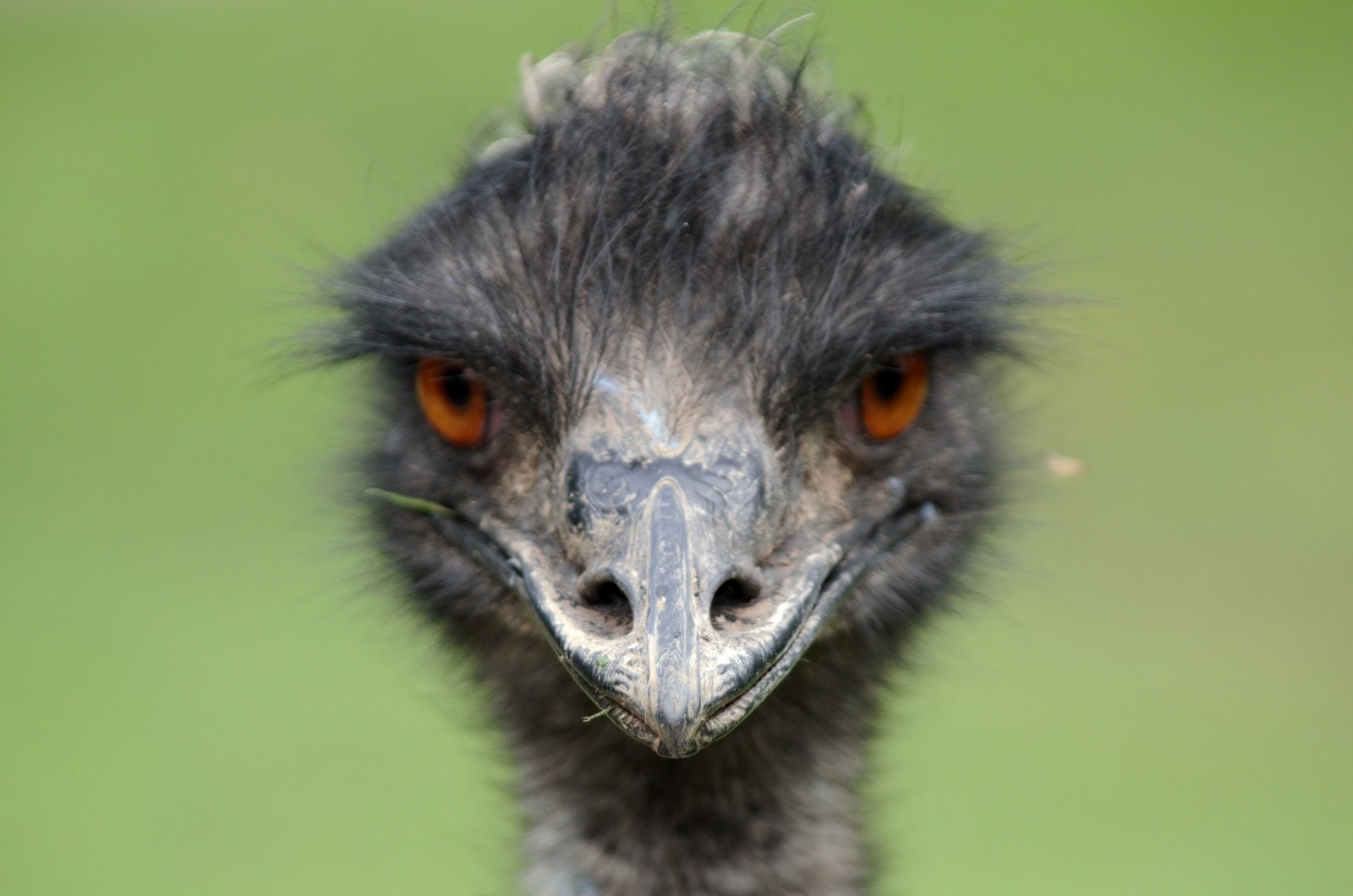 Australia of EMU