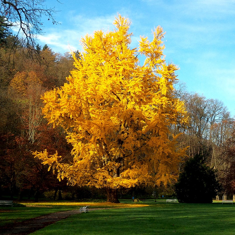 China national tree