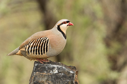 Chukar national bird of Iraq