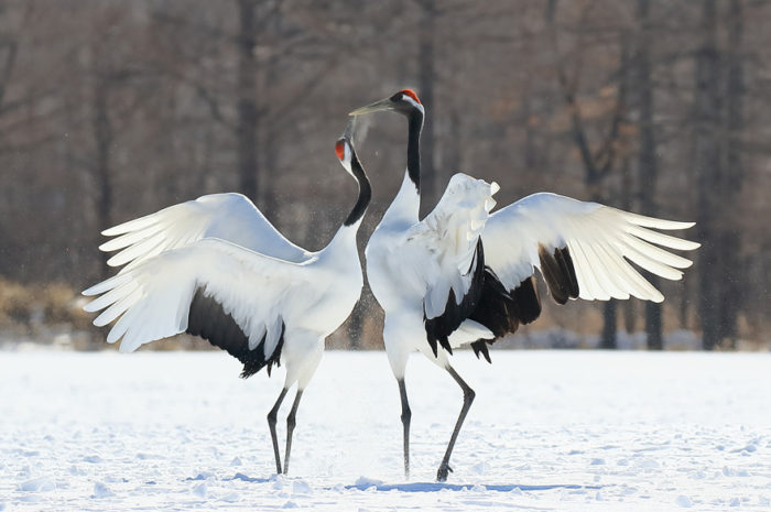 Crane: The National bird of China