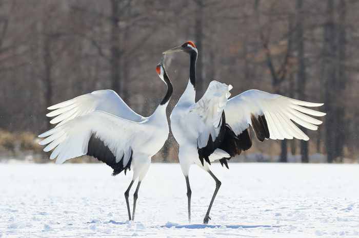 Crane China