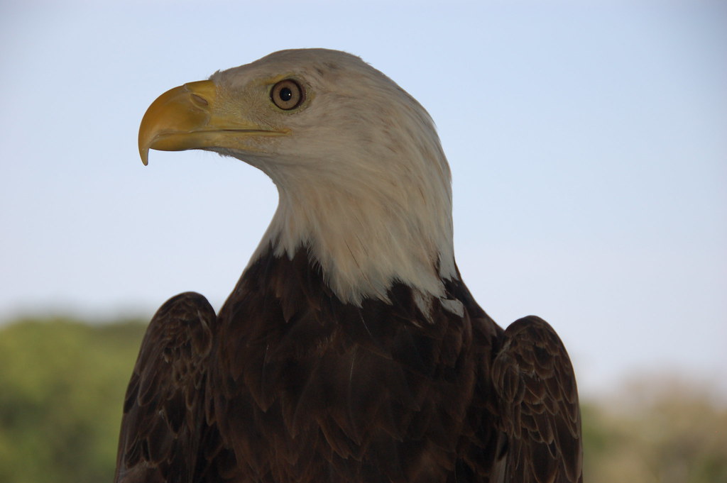 National bird of Czech republic