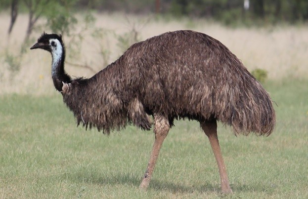 National Bird of Australia emu