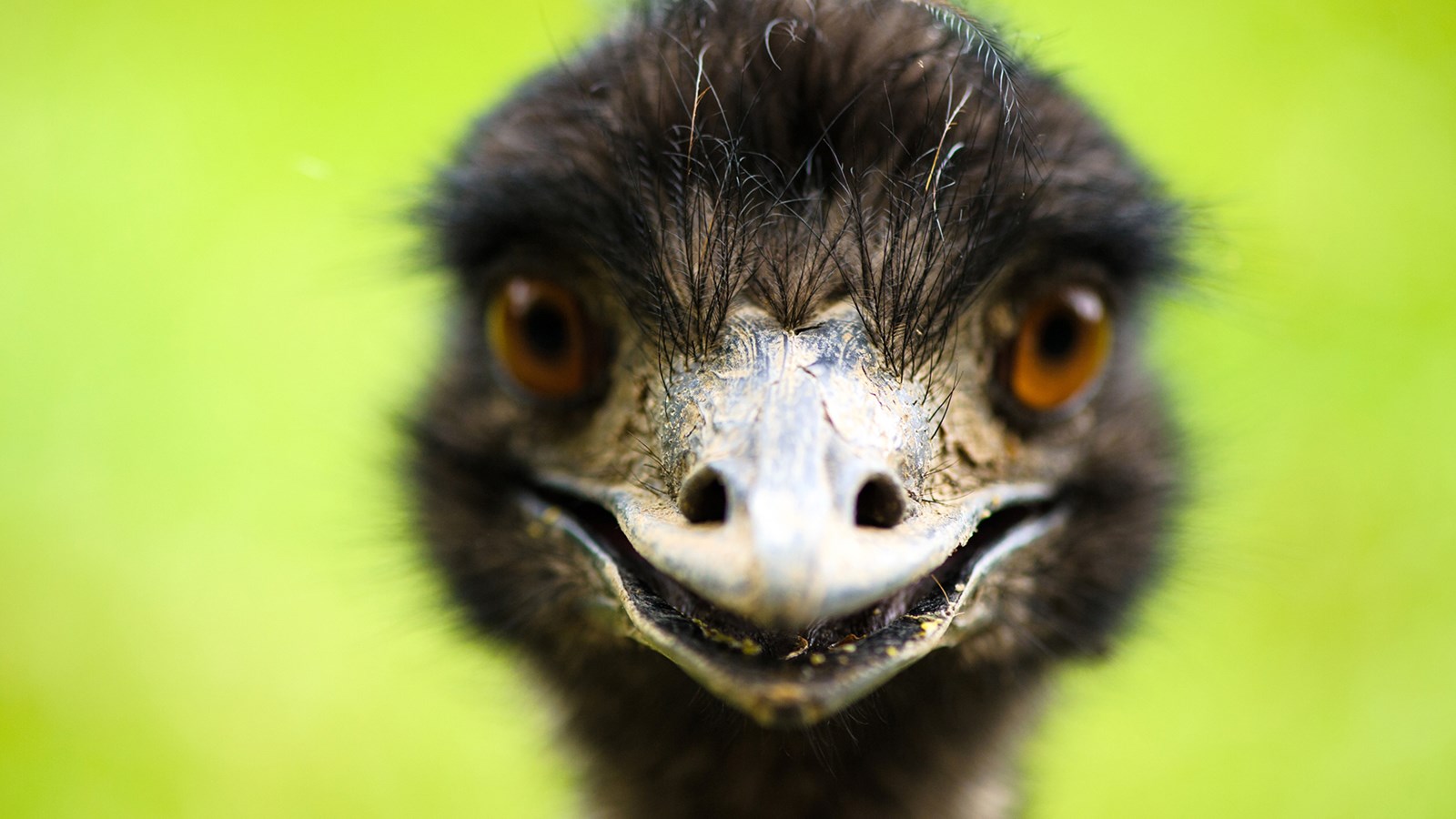 Ostrich: National Bird of Australia