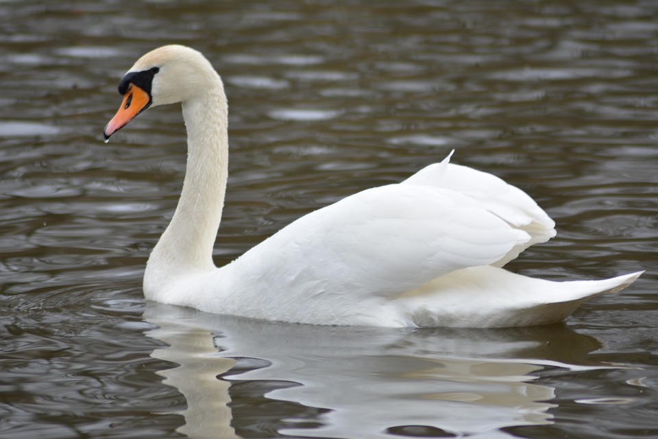 National Bird of Denmark swan