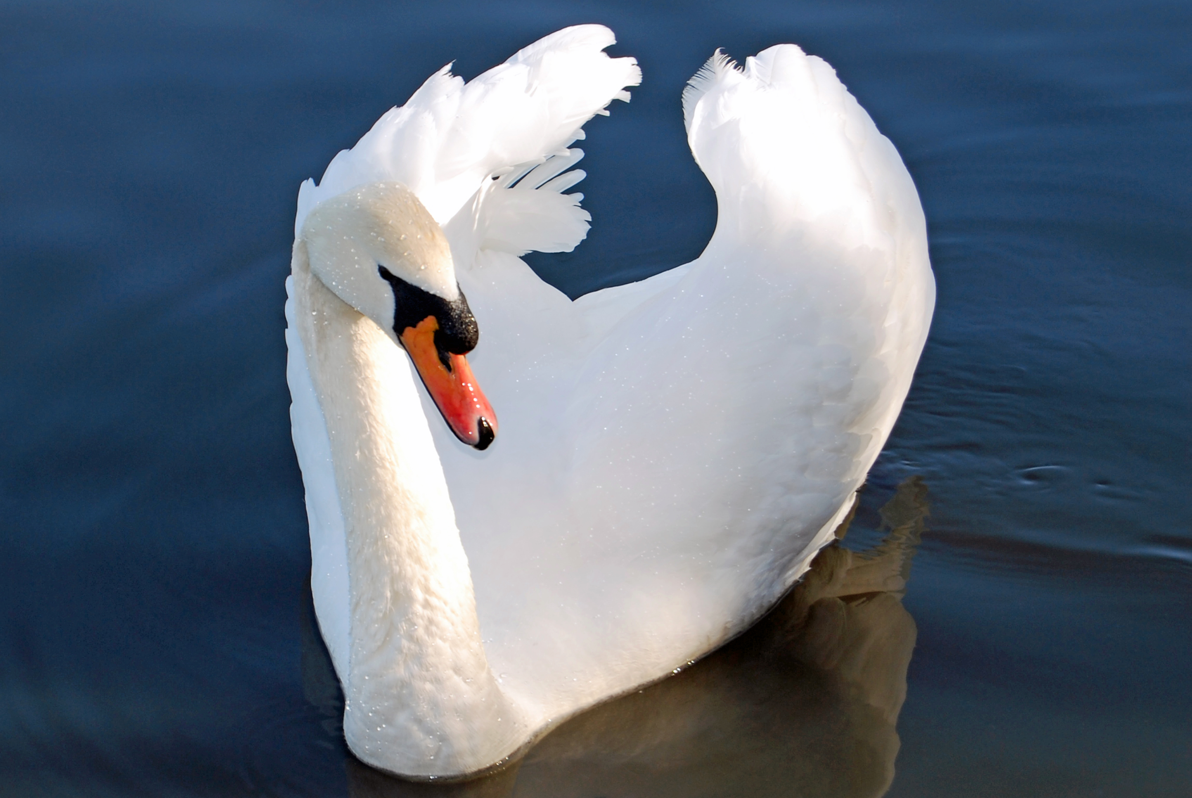 Mute Swan: National Bird of Denmark