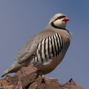 National Bird of Iraq