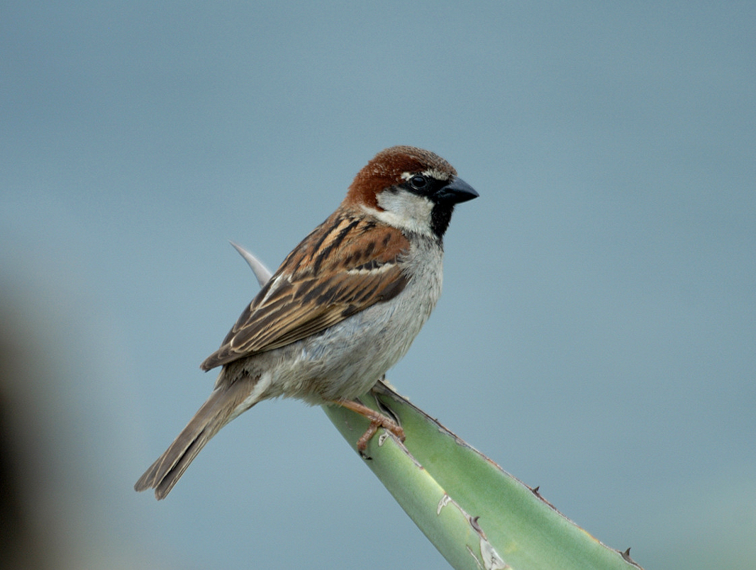 National Bird of Italy