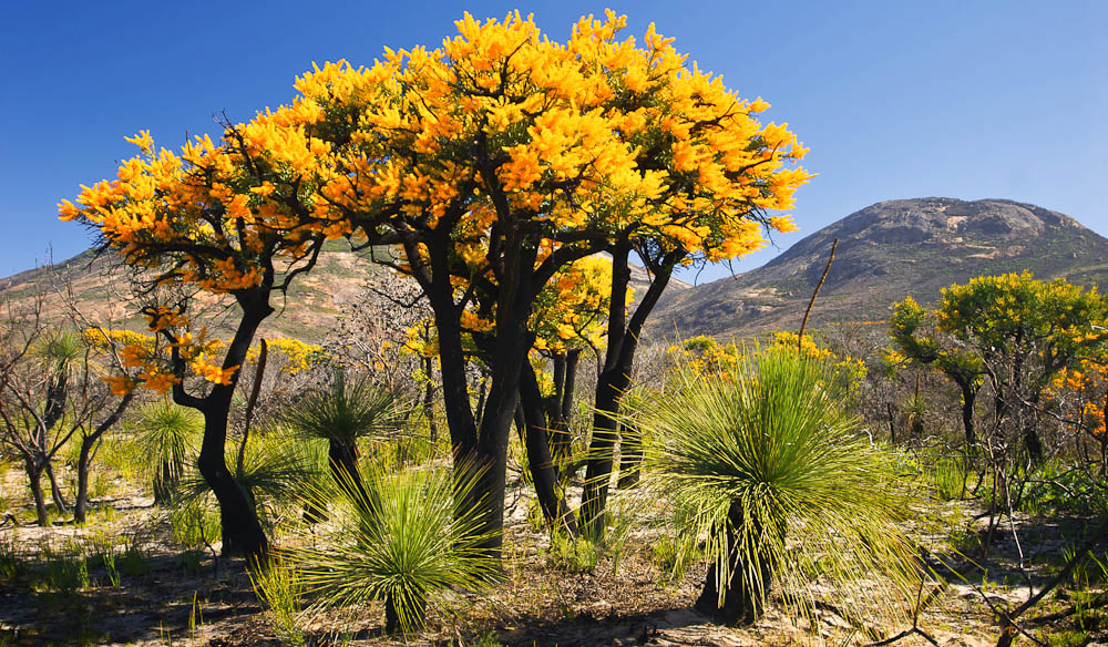 Acacia: National Tree of Australia