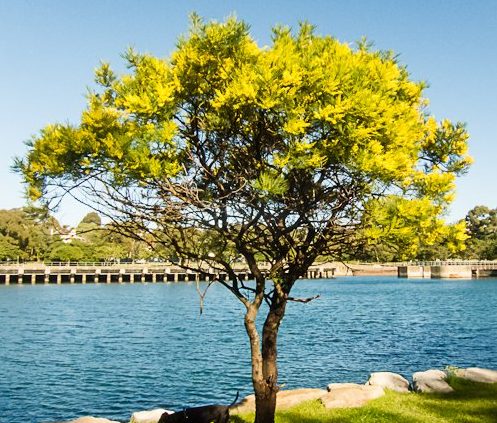 National Tree of Australia