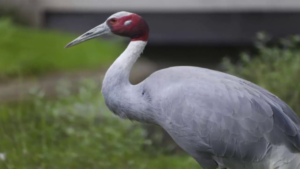 crane-the-national-bird-of-china-helo-national