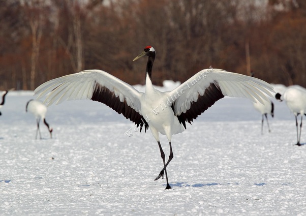 National bird of China Crane