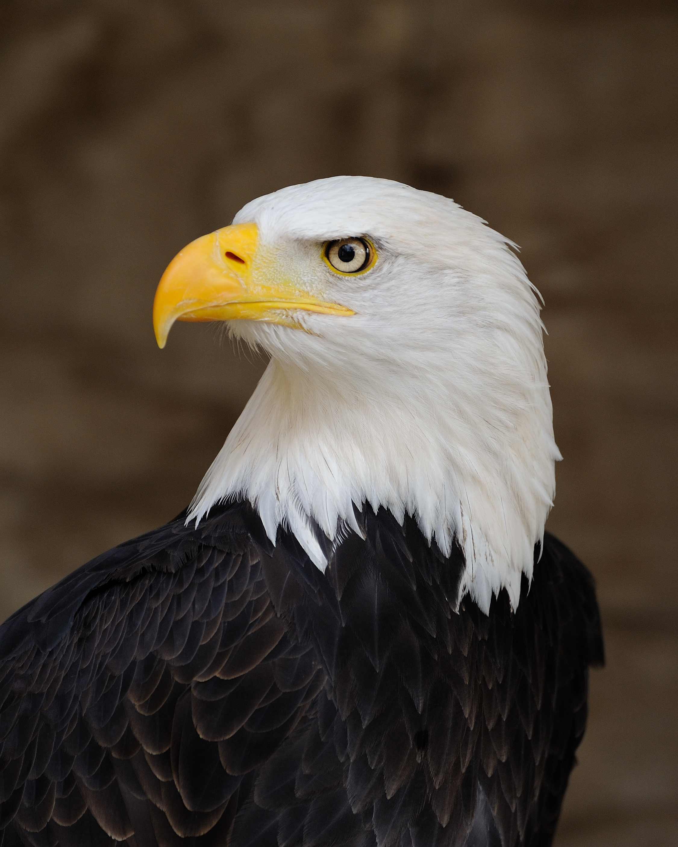 National bird of Czech republic