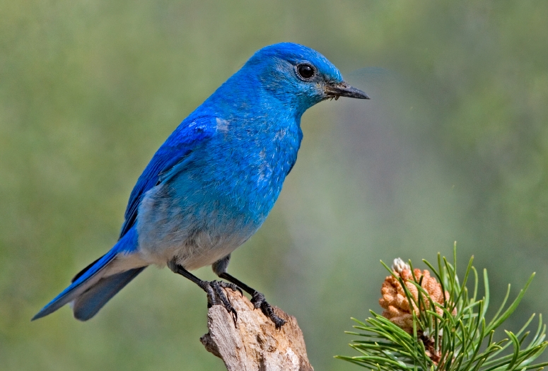 National Bird of Italy