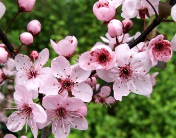 National flower of china