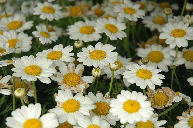 Marguerite Daisy: The National Flower Of Denmark