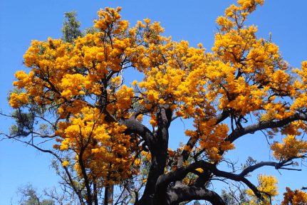 National Tree of Australia