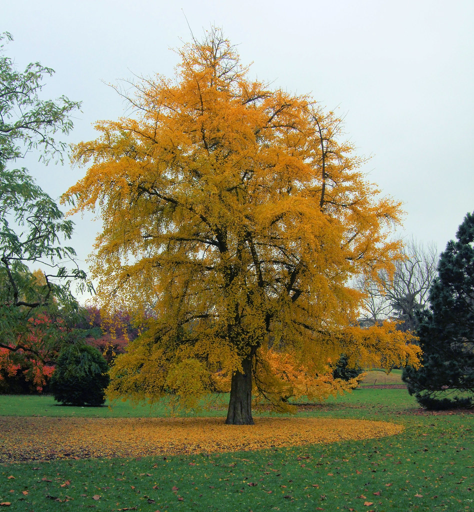 Ginkgo National Tree of China Helo National