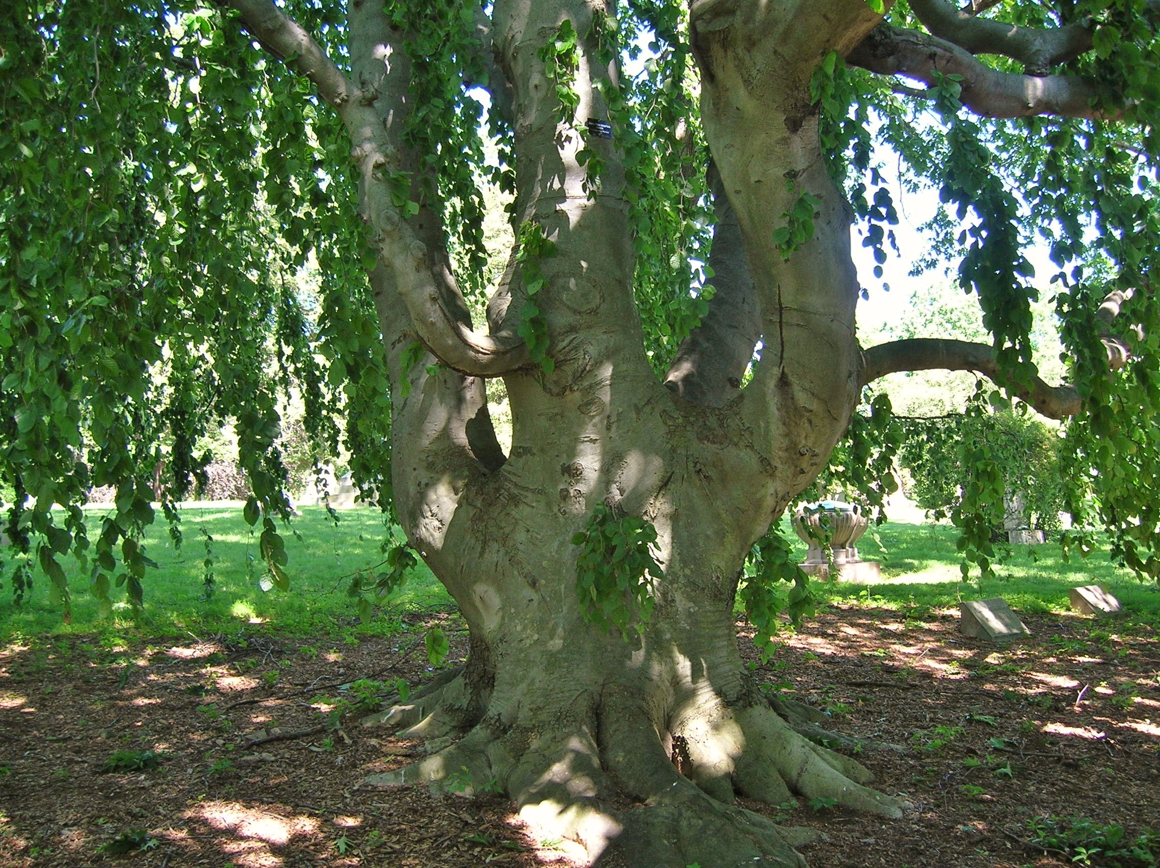 National tree of Denmark; 