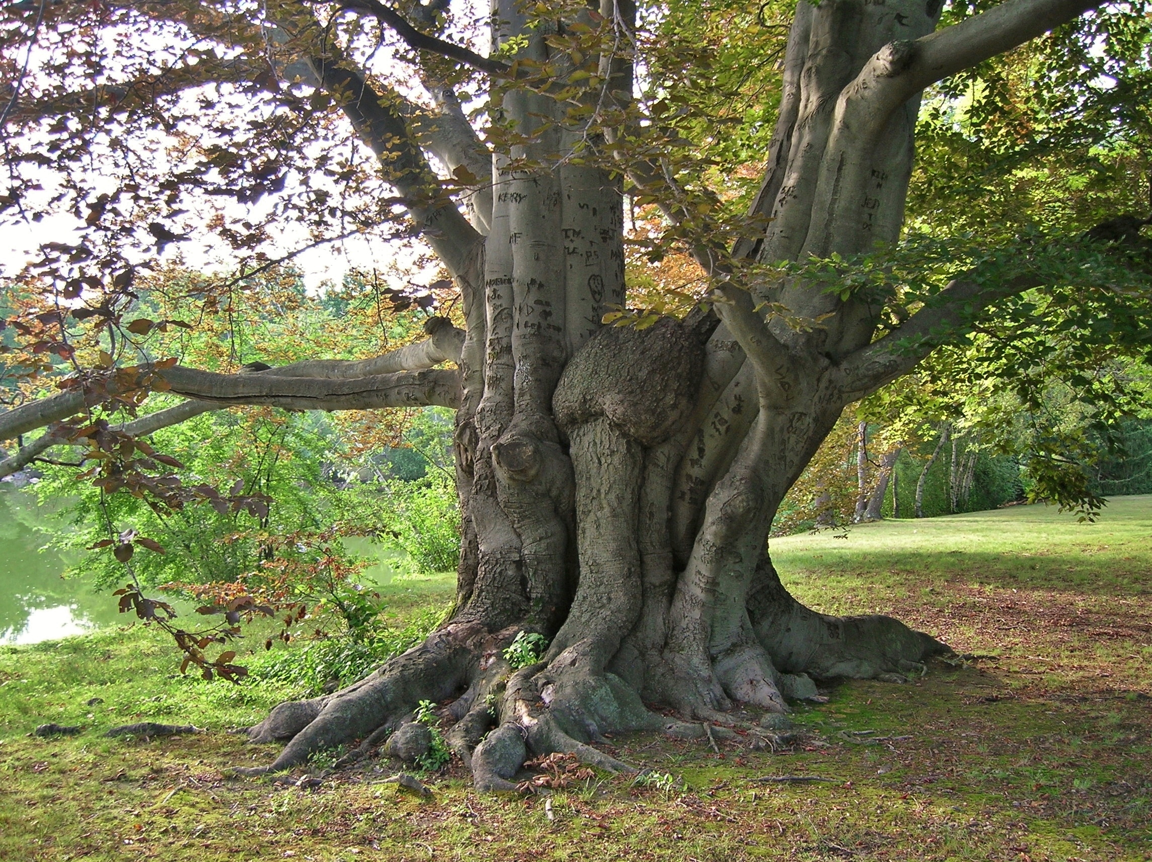 Бук. Бук Европейский Beech. Дерево European Beech. Derevo Buk бук дерево. Бук Северной Америки.