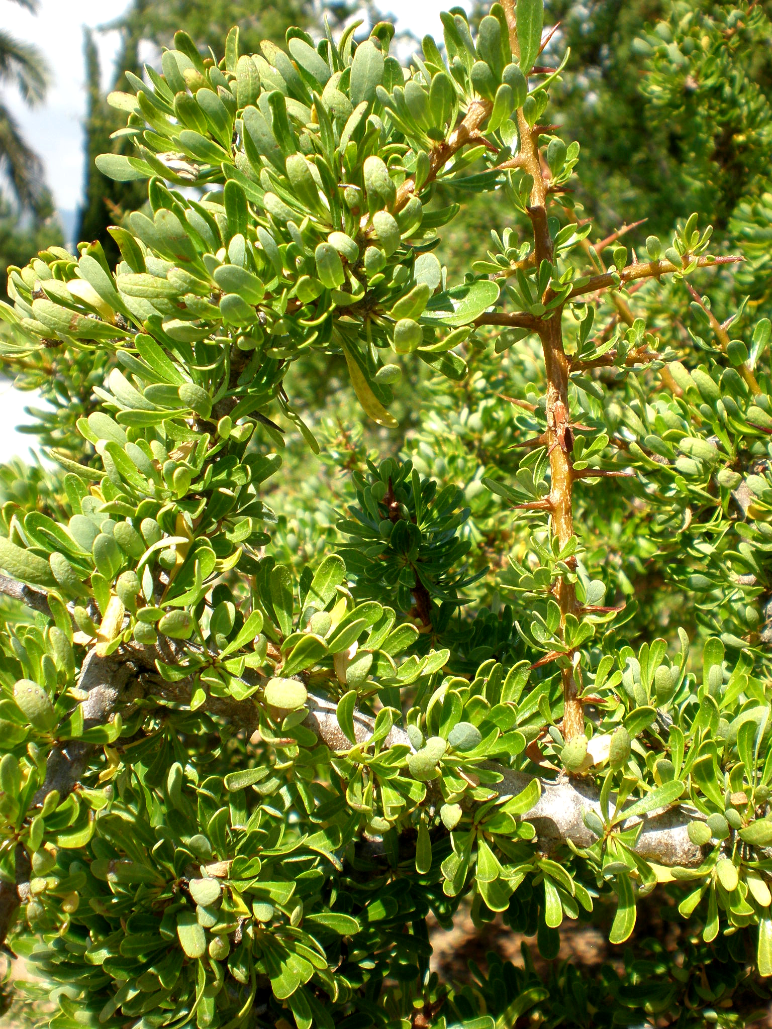 National Tree of Morocco