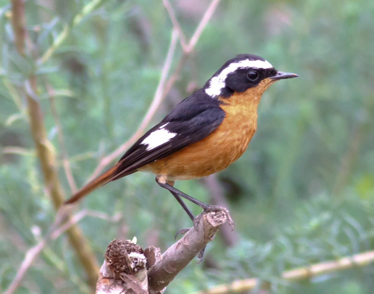 National bird of morocco