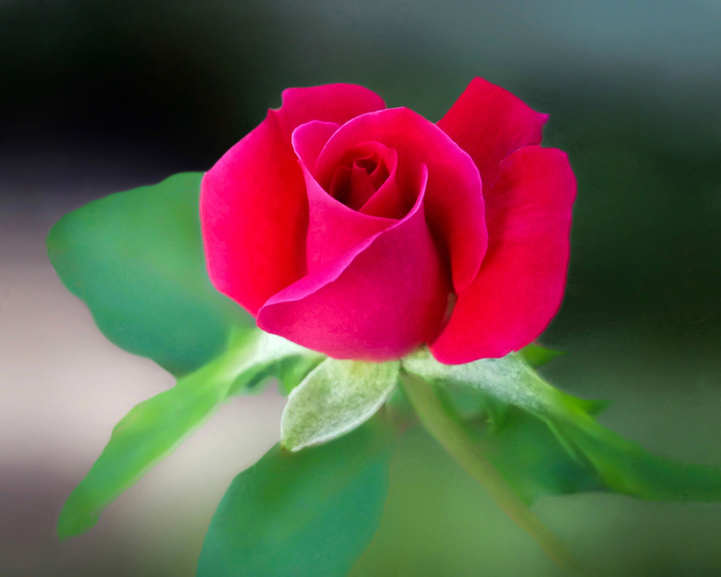 Rose national flower of morocco