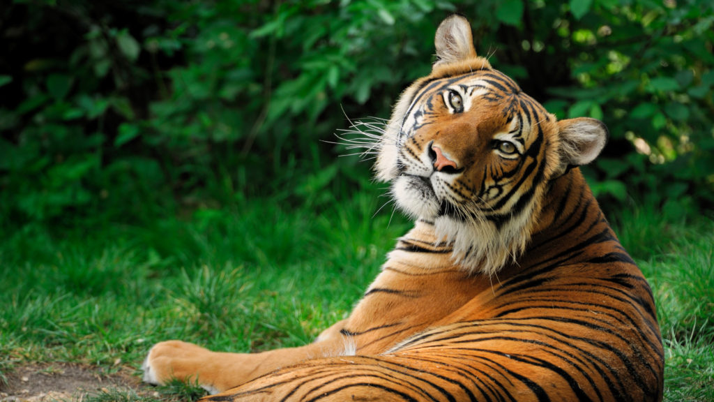 tiger-the-national-animal-of-india