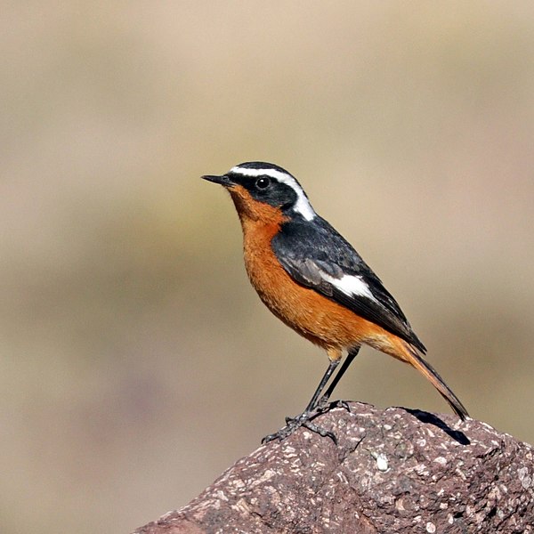 Moussier's Redstart: National Bird of Morocco