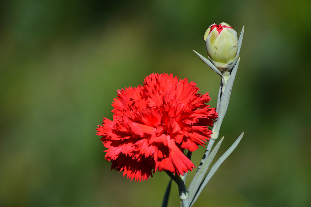 Red Carnation The National Flower of Spain